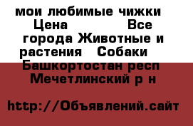 мои любимые чижки › Цена ­ 15 000 - Все города Животные и растения » Собаки   . Башкортостан респ.,Мечетлинский р-н